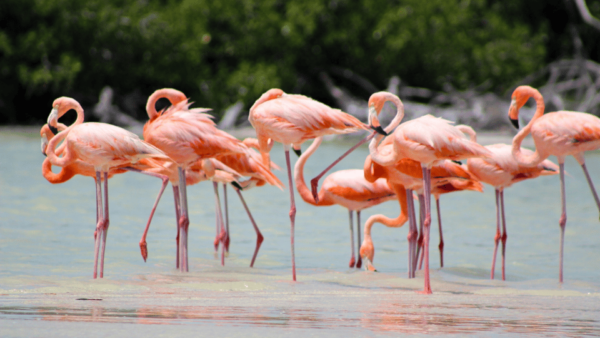 VALLADOLID: LAGARTOS RIVER + THE PINK LAKES + EK'BALAM + CENOTE - Frequently Asked Questions