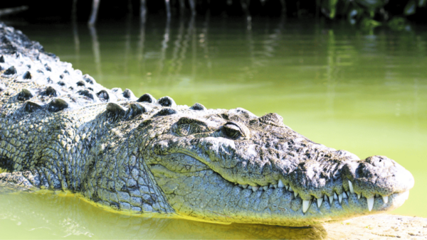VALLADOLID: LAGARTOS RIVER + THE PINK LAKES + EK'BALAM + CENOTE - Customer Reviews