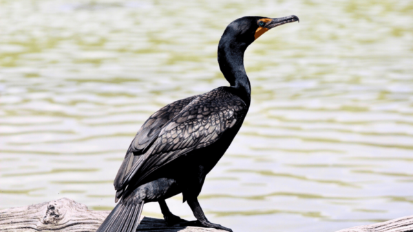 VALLADOLID: LAGARTOS RIVER + THE PINK LAKES + EK'BALAM + CENOTE - Explore Rio Lagartos
