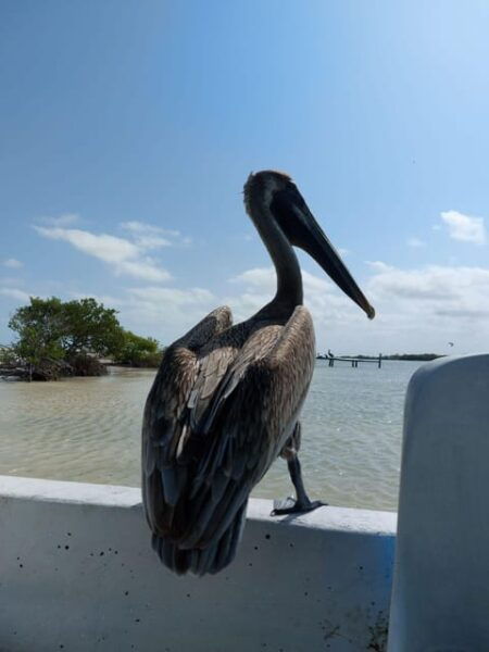 Valladolid: Rio Lagartos, Las Coloradas, Cenote & Lunch - Cancellation and Customer Reviews