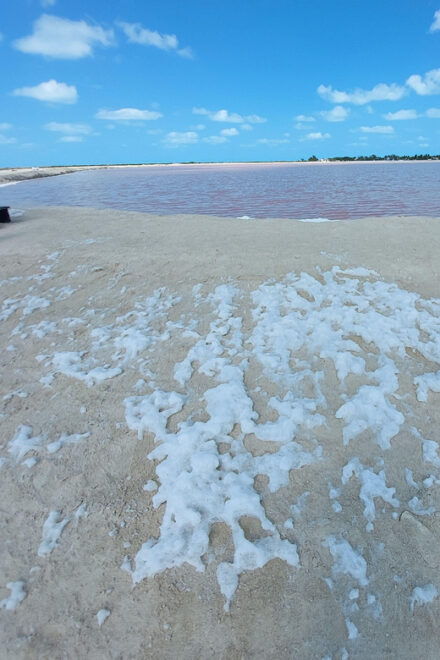 Valladolid: Rio Lagartos, Las Coloradas, Cenote & Lunch - Included in the Tour