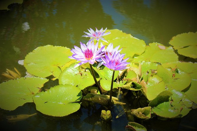 Vallarta Botanical Garden and Tequila Tasting From Puerto Vallarta - Hotel Pickup and Drop-off