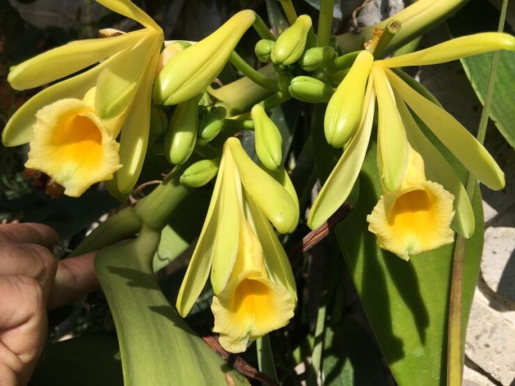 Vallarta Botanical Gardens: Entry Ticket, Tour, and Lunch - Activity Details