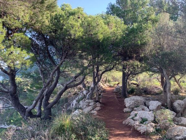 Valldemossa: Town and the Most Beautiful Viewpoints - Meeting Point Information