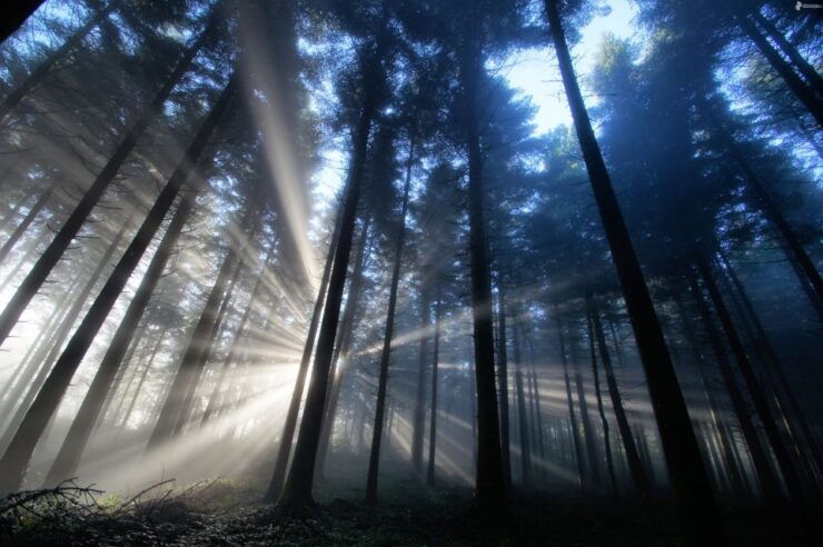 Valle De Bravo: Magical Night at the Forest - Valle De Bravo Overview