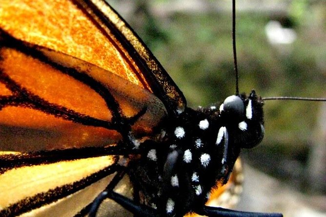 Valle De Bravo Monarch Butterfly 7-Day Tour With Accommodation - Mexico City - Tour Highlights