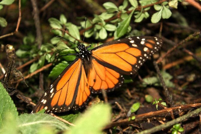 Valle De Bravo Monarch Butterfly 7-Day Tour With Accommodation - Mexico City - Cancellation Policy