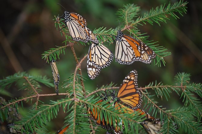 Valle De Bravo Monarch Butterfly 7-Day Tour With Accommodation - Mexico City - Traveler Tips