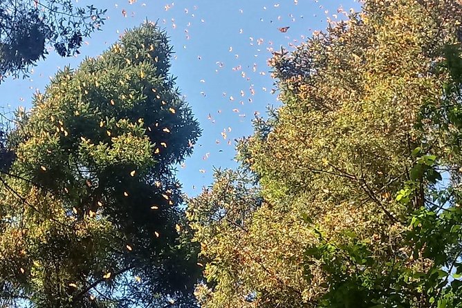 Valle De Bravo Monarch Butterfly 7-Day Tour With Accommodation - Mexico City - EcoColors Tours and Clemente