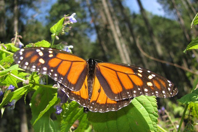 Valle De Bravo Monarch Butterfly 7-Day Tour With Accommodation - Mexico City - Common Questions
