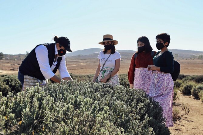 Valle De Guadalupe Get Away - Common Questions