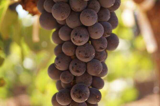 Valle de Guadalupe Private Wine Tour - Why Choose the Valle de Guadalupe Private Wine Tour?