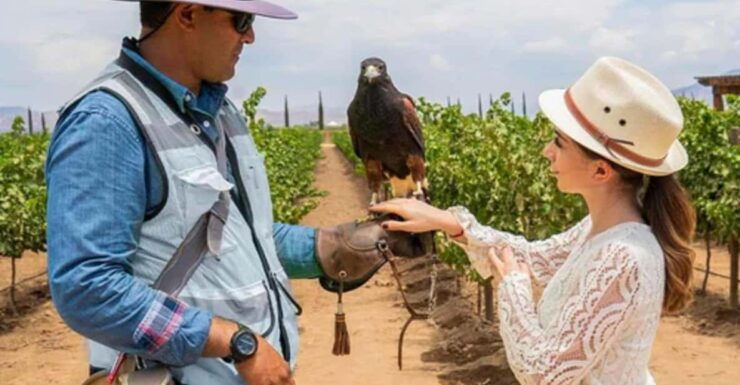Valle De Guadalupe: The Cielo Winery Experience With Tastings - Itinerary and Activities