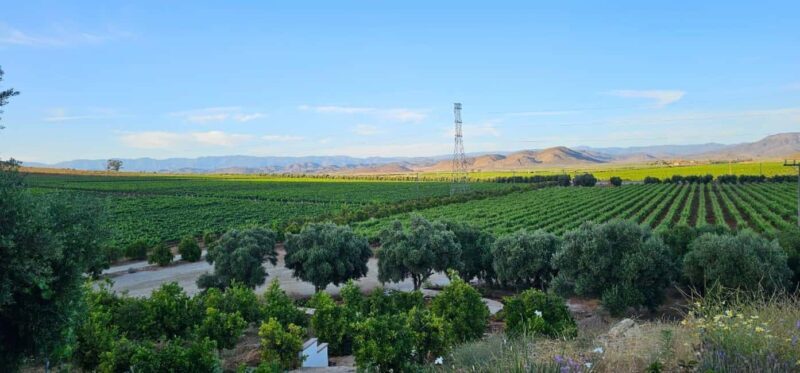 Valle de Guadalupe Tour: Wine Tastings Included - What to Expect from the Tour