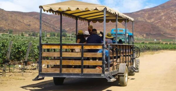 Valle De Guadalupe: Vineyard Tour and Wine Tasting in Cart - Logistical Information