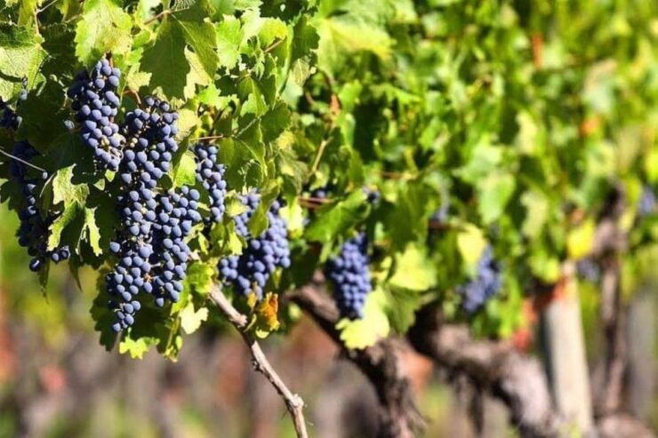 Valle De Guadalupe: Wine Tasting and Carriage Tour - Experience Highlights