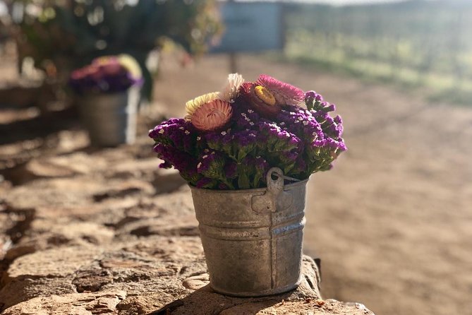 Valle De Guadalupe Wine Tasting - Wine Tasting Itinerary
