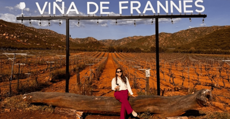 Valle De Guadalupe: Winery Tour With Tastings - Experience Highlights