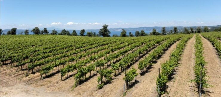 Valle Del Lago: Ebike Tour With Food&Wine Tasting Experience - Good To Know