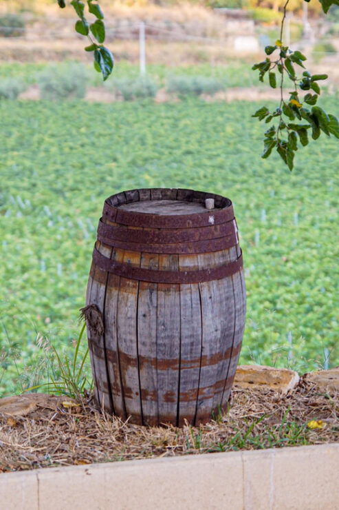 Valley of Ferle: Wine Tasting & Brunch in Caltagirone - Wine Tasting Details