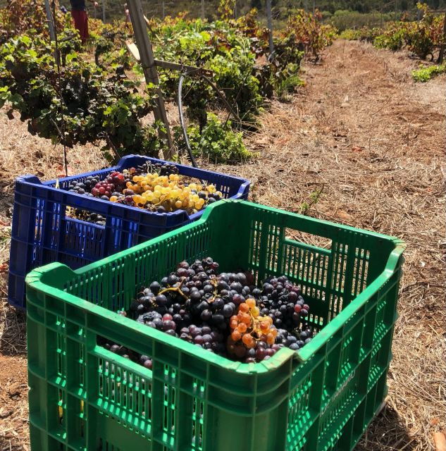 Valley of Tegueste: Wine Tour With Tasting at El Lomo Winery - Starting Point: Bodega El Lomo