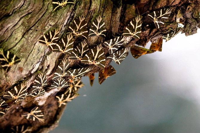 Valley of the Butterflies and Bee Museum Trip With Tastings  - Rhodes - Lowest Price Guarantee