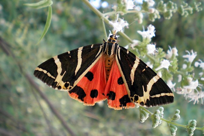 Valley of the Butterflies and Bee Museum Trip With Tastings  - Rhodes - Select Date and Travelers