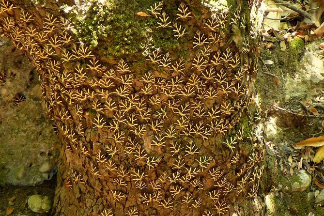 Valley of the Butterflies and Bee Museum Trip With Tastings  - Rhodes - Start Time
