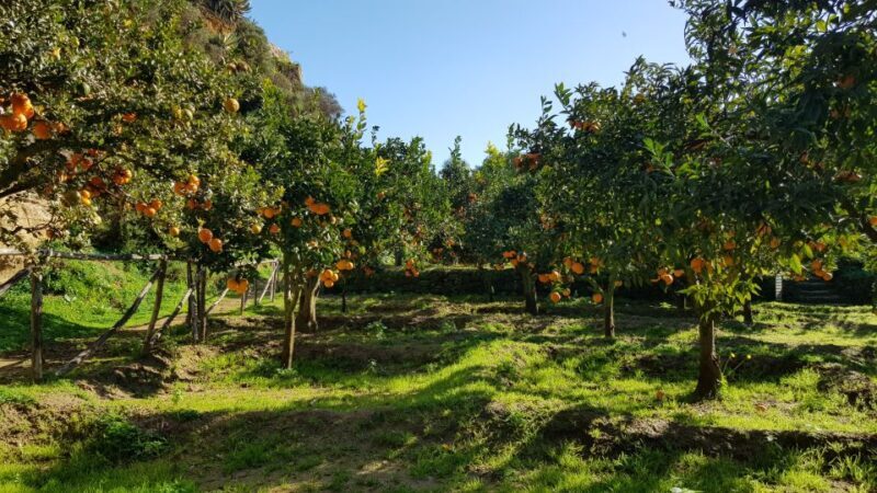 Valley of the Temples: Kolymbethra Garden Entry Ticket - Introduction