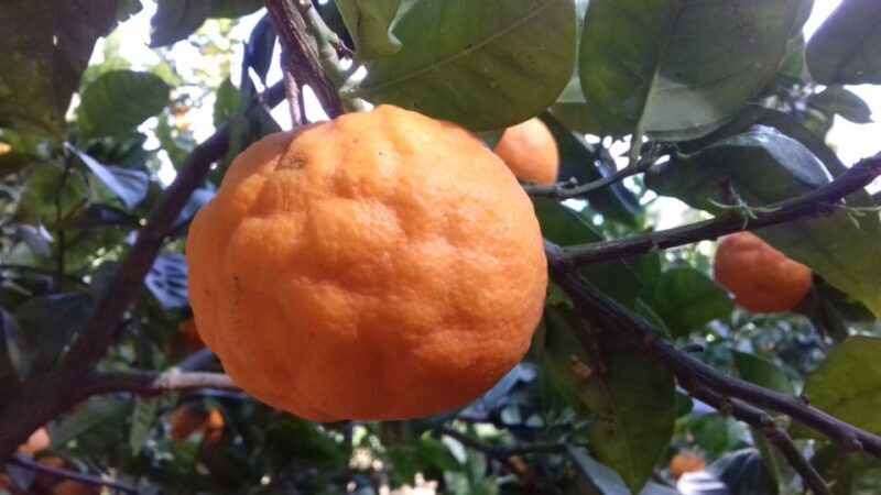 Valley of the Temples: Kolymbethra Garden Entry Ticket - Good To Know