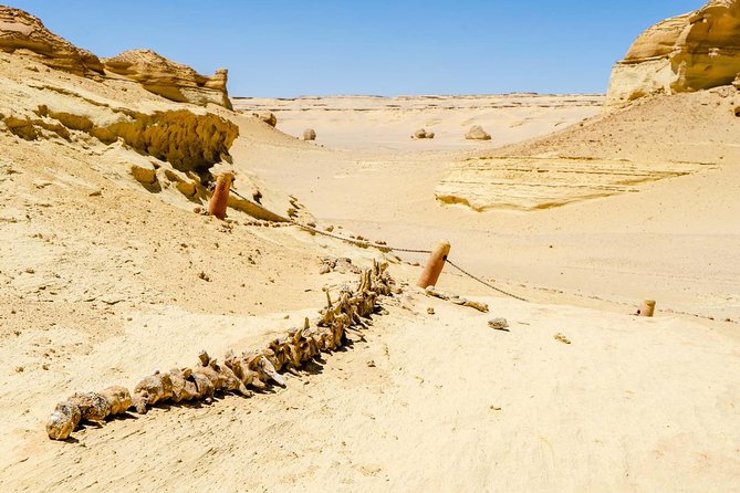 Valley of Whales and Wadi El Rayan Water Falls Day Tour From Cairo - Valley of the Whales
