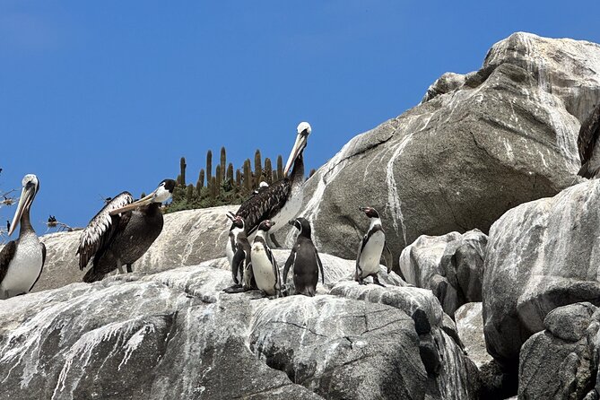 Valpairiso Build-Your-Own Combo Tour - Santiago - Customization Options