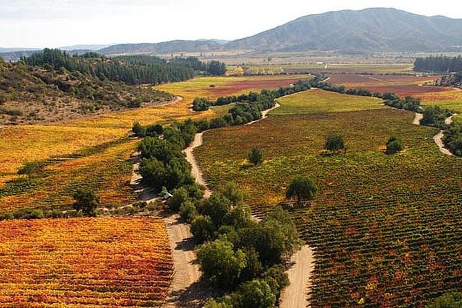 Valparaiso, Viña Del Mar and Casablanca Experience - Exploring Viña Del Mar