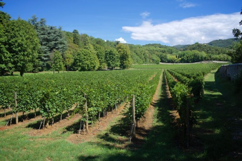 Valpolicella: Amarone Chateau Guided Tour and Wine Tasting - What to Expect from the Tour