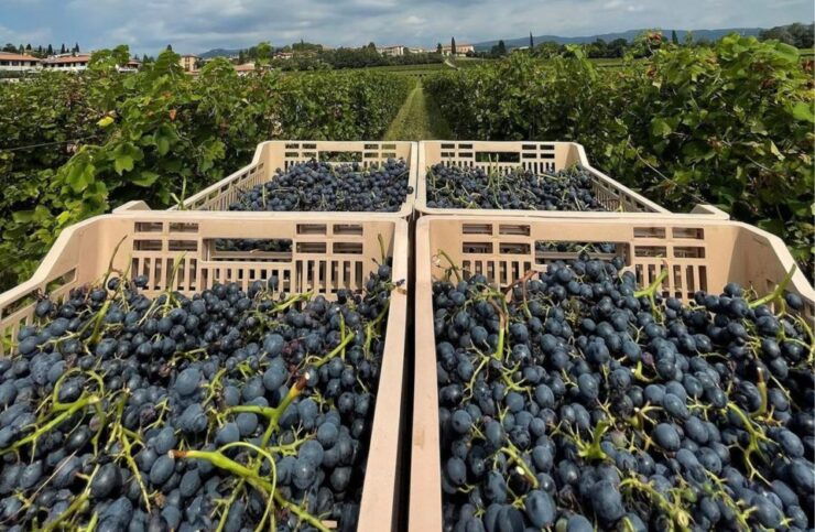 Valpolicella: Boutique Winery Tour and Tasting - Highlights