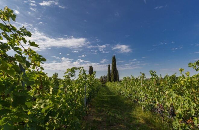 Valpolicella: Boutique Winery Tour and Tasting - Inclusions