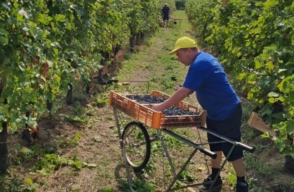Valpolicella: Boutique Winery Tour and Tasting - Frequently Asked Questions