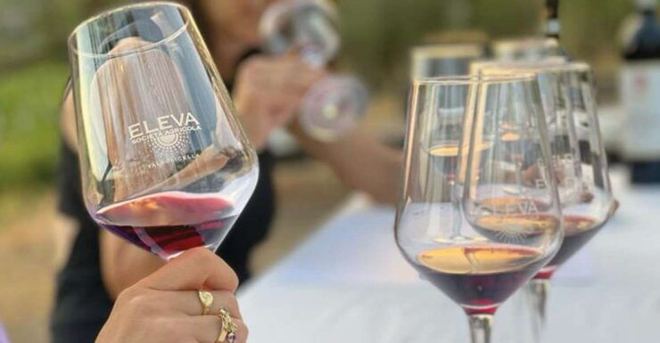 Valpolicella Classica: Red Tasting in the Vineyard - Experience