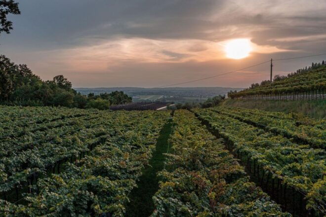 Valpolicella: Guided Tour & Exclusive Tasting – Hidden Gems - Tour Description