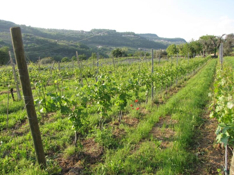 Valpolicella in the round: tasting of typical Valpolicella wines - What to Expect from the Tour