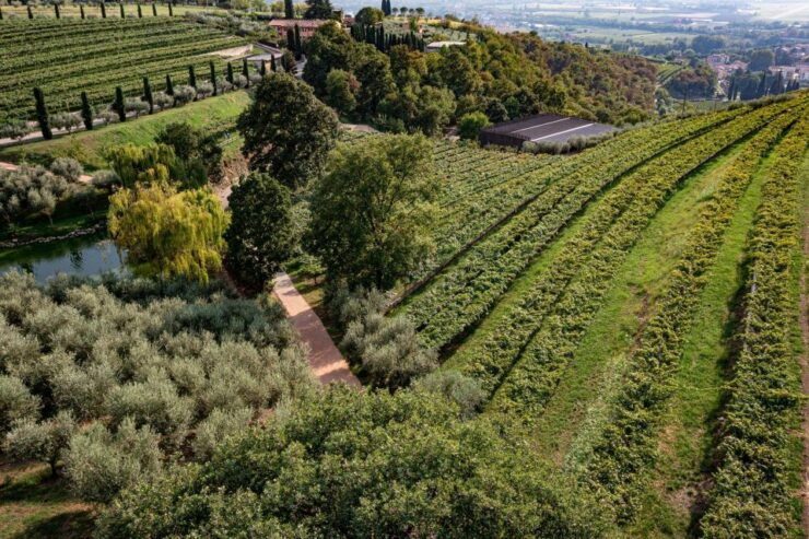 Valpolicella: Organic Winery Tour and Wine Tasting - Experience