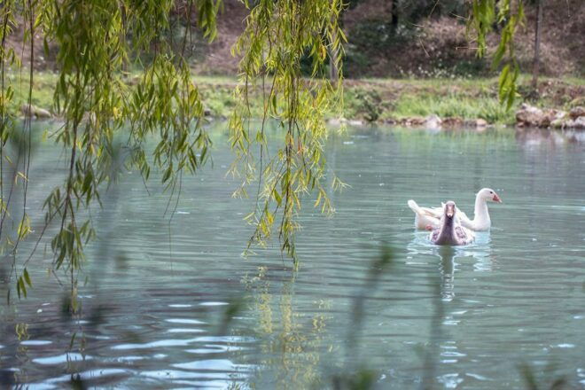 Valpolicella: Organic Winery Tour and Wine Tasting - Itinerary