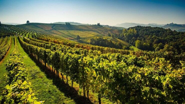 Valpolicella Private Tour Wine Tasting With Lunch - Activity Highlights