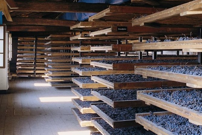 Valpolicella - the Wine Paradise - Grape Varieties in Valpolicella