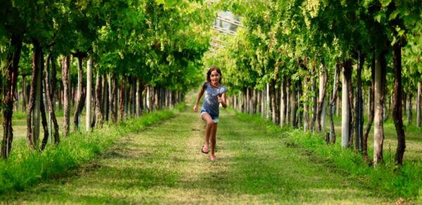 Valpolicella: Wine Tasting Experience in a Historic Villa - Cancellation and Booking Policy