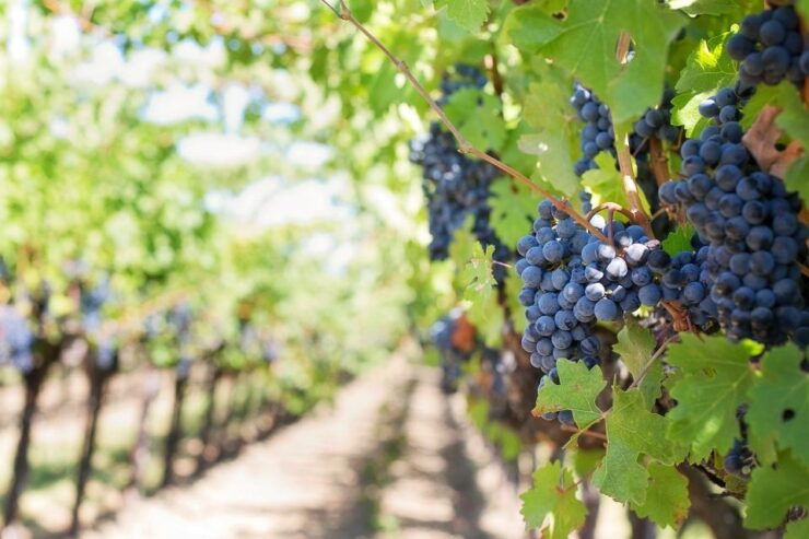 Valpolicella: Wine Tasting With A Sommelier and Light Lunch - Experience