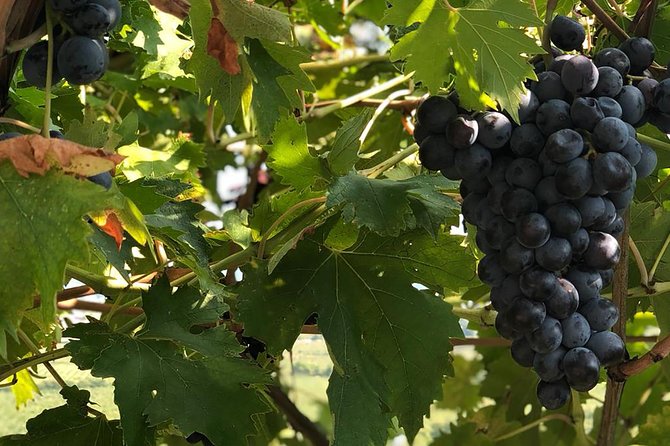 Valpolicella Winetour From Venice: Taste Amarone With Sommelier - What To Expect