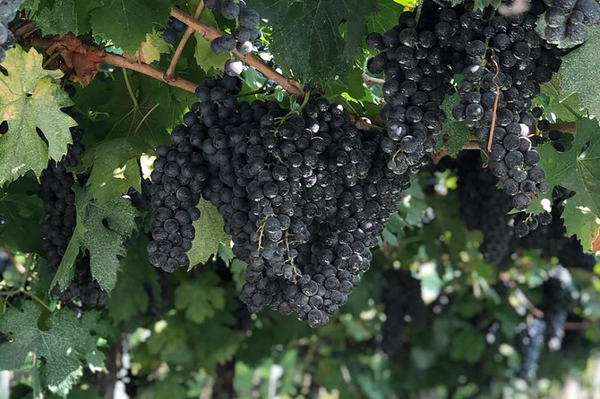 Valpolicella Winetour From Venice: Taste Amarone With Sommelier - Meeting and Pickup Information