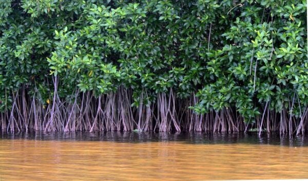 Vam Sat Mangrove Forest Private Tour From Ho Chi Minh City - Common Questions