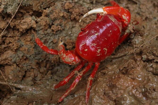 Vam Sat Mangrove Forest - VIP Private Tour From Ho Chi Minh City - Reviews and Ratings